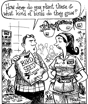What bird will grow from bird seed?