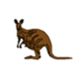 Kangaroo, where are you?